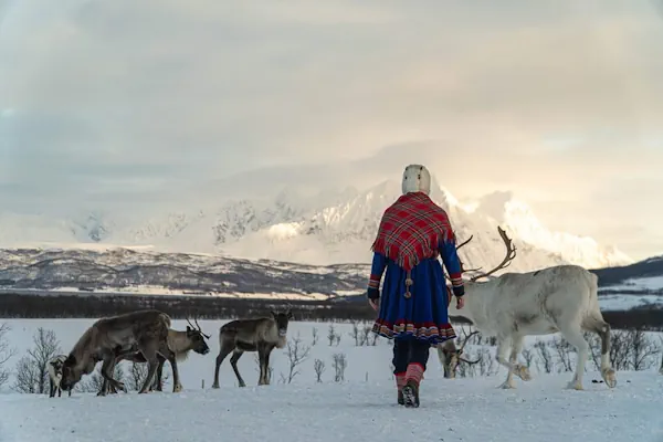 Rentiere füttern und die samische Kultur im Camp Tromsø Lapland entdecken, mit traditionellem Mittagessen in einer Gamme