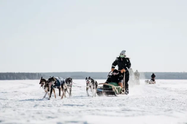 Visita al criadero Bearhill Husky y paseo de 5 km en trineo de perros cerca de Rovaniemi, en la Laponia finlandesa