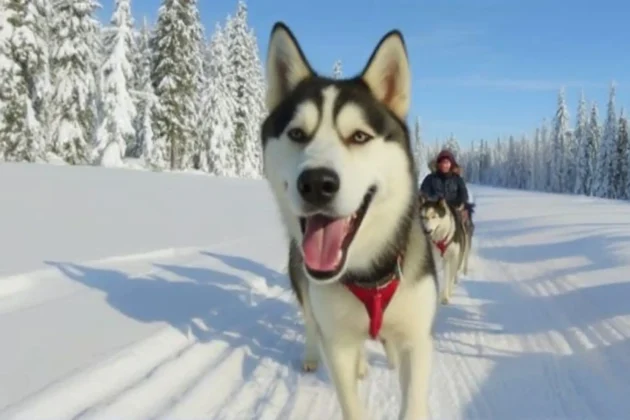 Paseo de 5 km en trineo de perros conduciendo tú mismo con Keo Wilderness en Levi, en la Laponia finlandesa