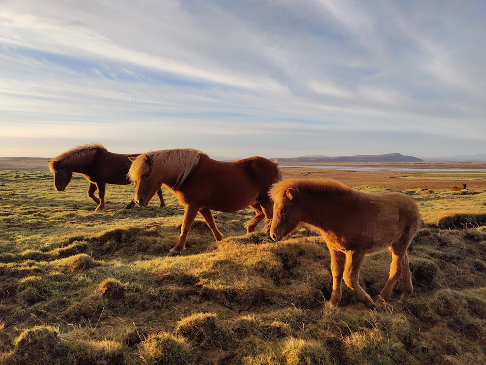 Chevaux islandais nature