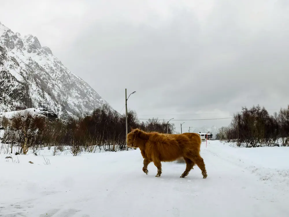 Vache traversée route iles lofoten