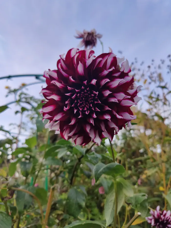 Flowers Garden Giverny Claude Monet