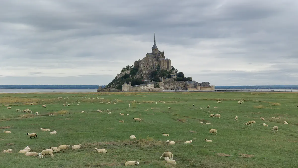 moutons baie mont saint michel