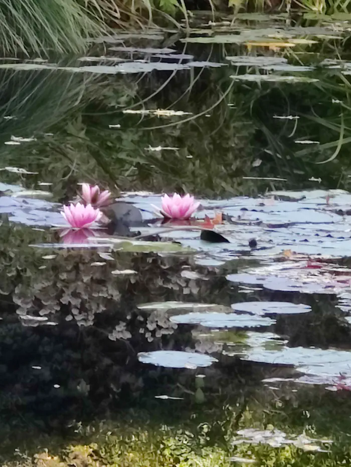 water lily garden giverny claude monet