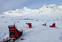 Quels sont les guides francophones pour faire les activités à Tromso ? Faire du chien de traineau Tromso