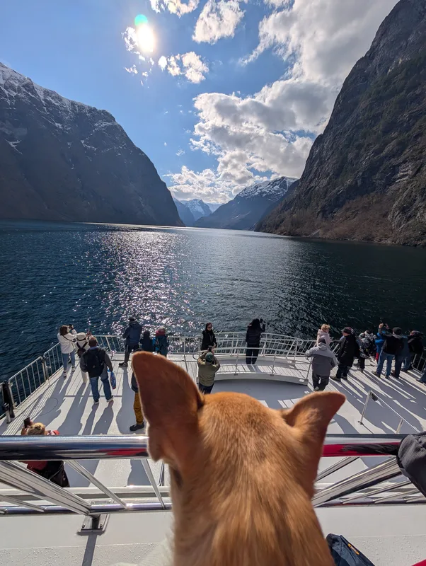Petit chien chihuahua observant le Naeroyfjord et les passagers sur le pont avant du catamaran électrique.