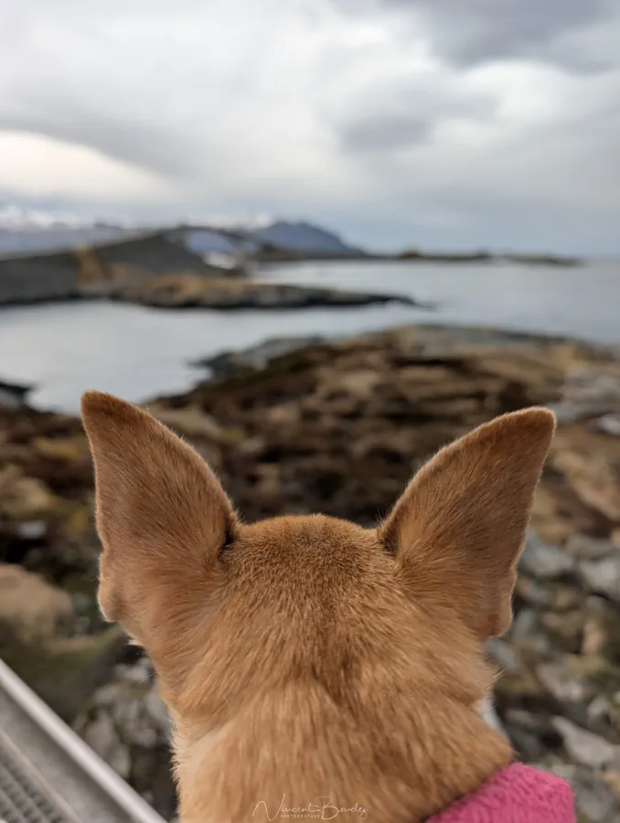 Chihuahua chien route de l'atlantique Norvège Chihuahua chien route de l'atlantique Norvège