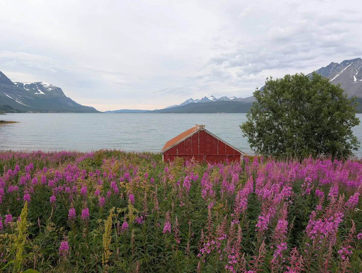 nature fjords tromso été