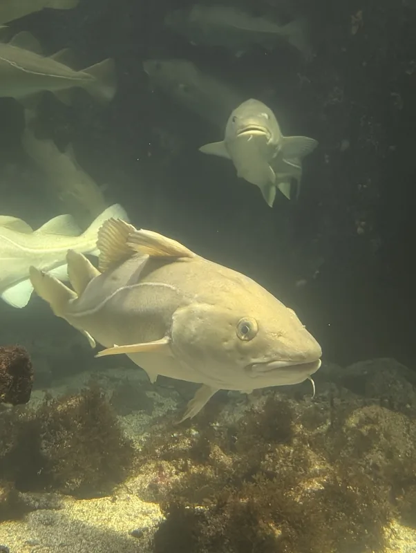 Cabillaud dans l'aquarium de l'Atlanterhavsparken Gros cabillauds nageant dans un grand aquarium de l'Atlanterhavsparken, le parc aquatique d'Ålesund en Norvège.