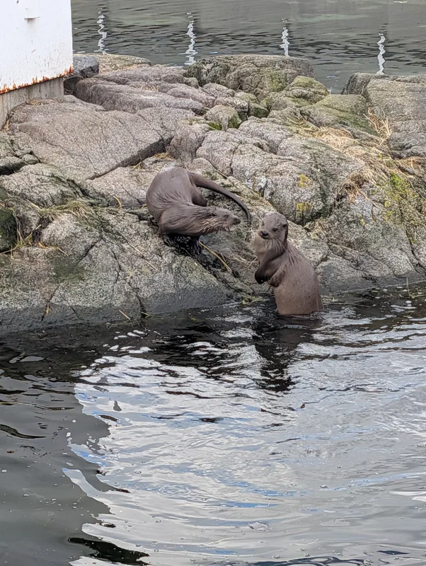 Loutres sur les rochers à l'Atlanterhavsparken Deux loutres sur les rochers au bord de l'eau à l'Atlanterhavsparken, le parc aquatique d'Ålesund en Norvège.