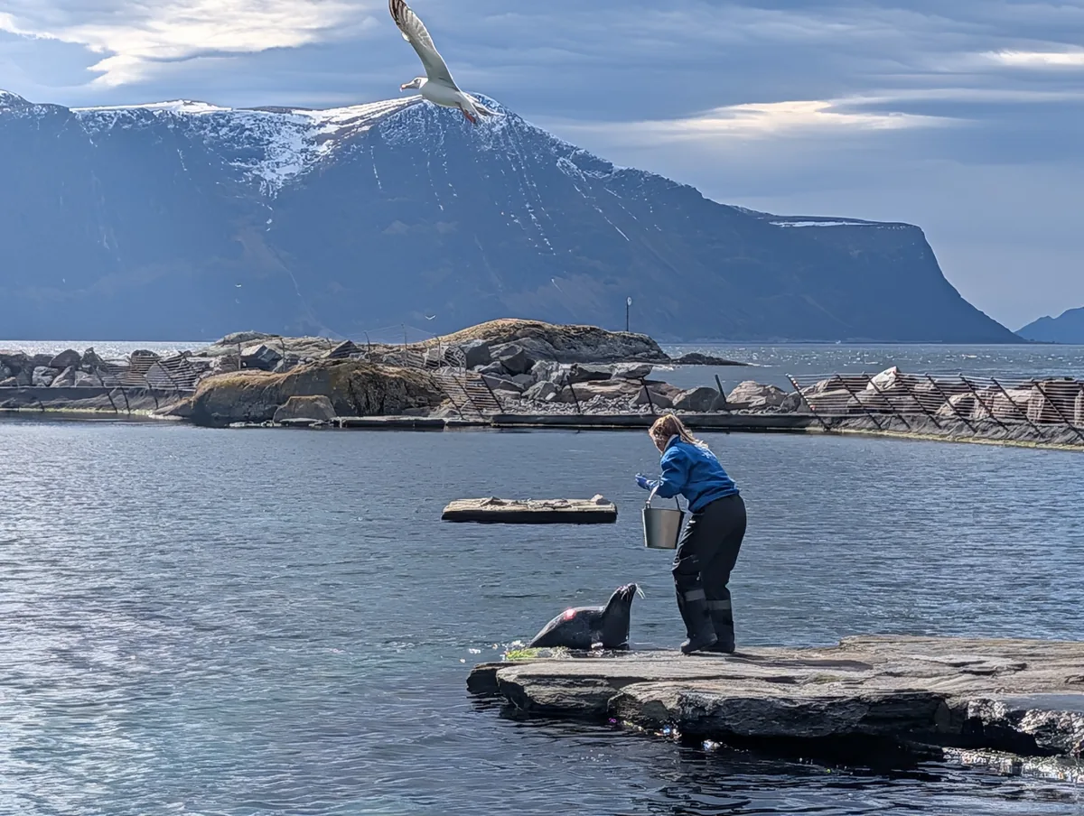 Nourrissage des phoques à l'Atlanterhavsparken Une soigneuse nourrit un phoque au bord du bassin de l'Atlanterhavsparken d'Ålesund, une mouette volant devant les montagnes enneigées.