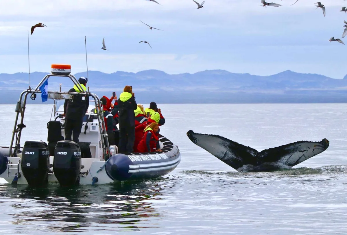 Excursión RIB observación ballenas y frailecillos Reykjavik Elding