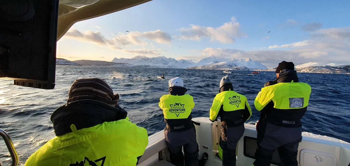 Avistamiento de ballenas y orcas desde Skjervøy en barco con camarote climatizado con Dervola Adventure