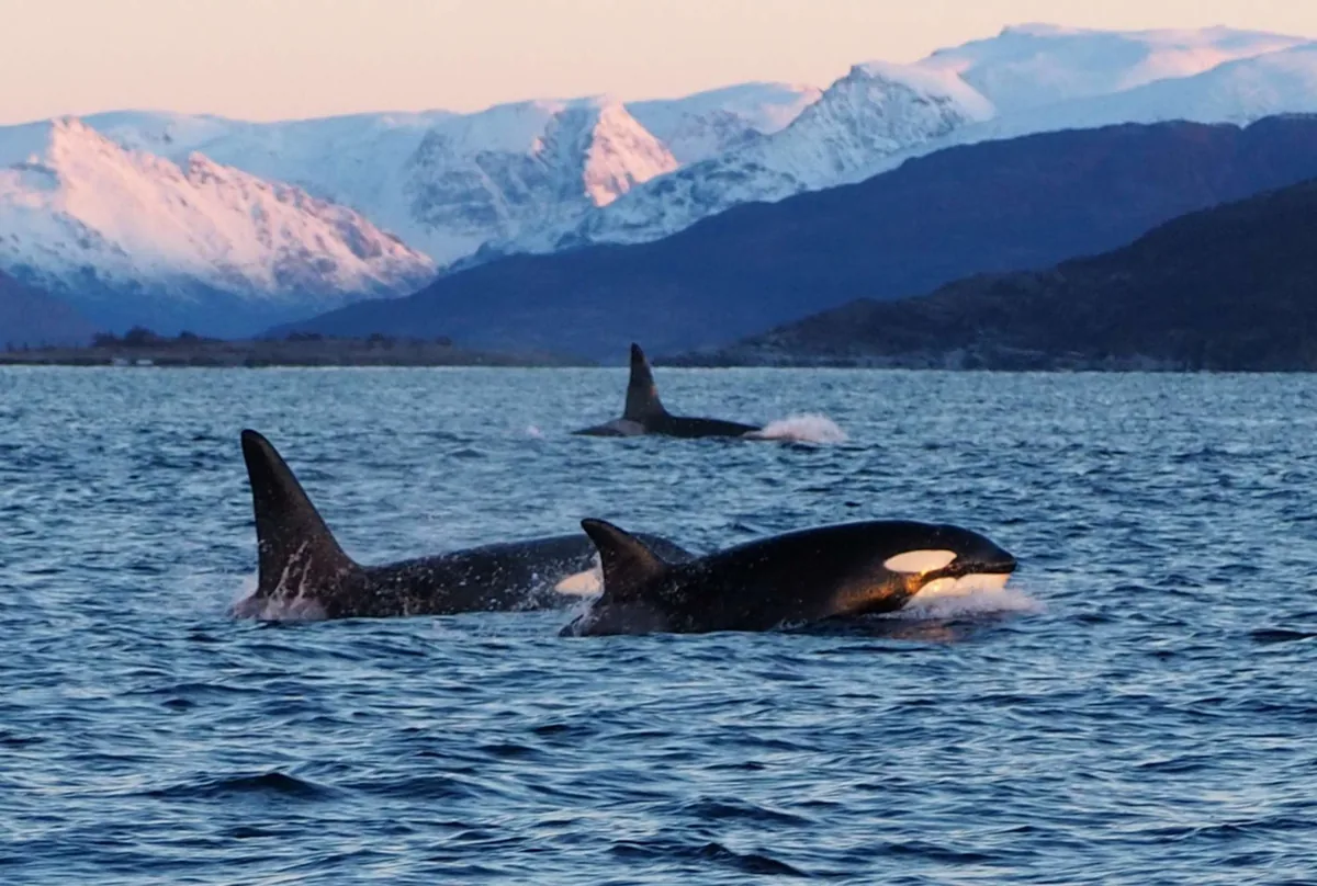 Tour en lancha RIB para avistar ballenas y orcas desde Skjervøy con Explore 70 Degrees