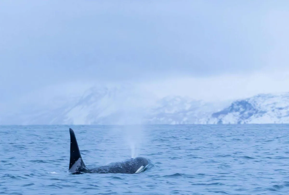 Excursión en barco cubierto y climatizado para avistar orcas y ballenas desde Skjervøy con Skua Nature Group