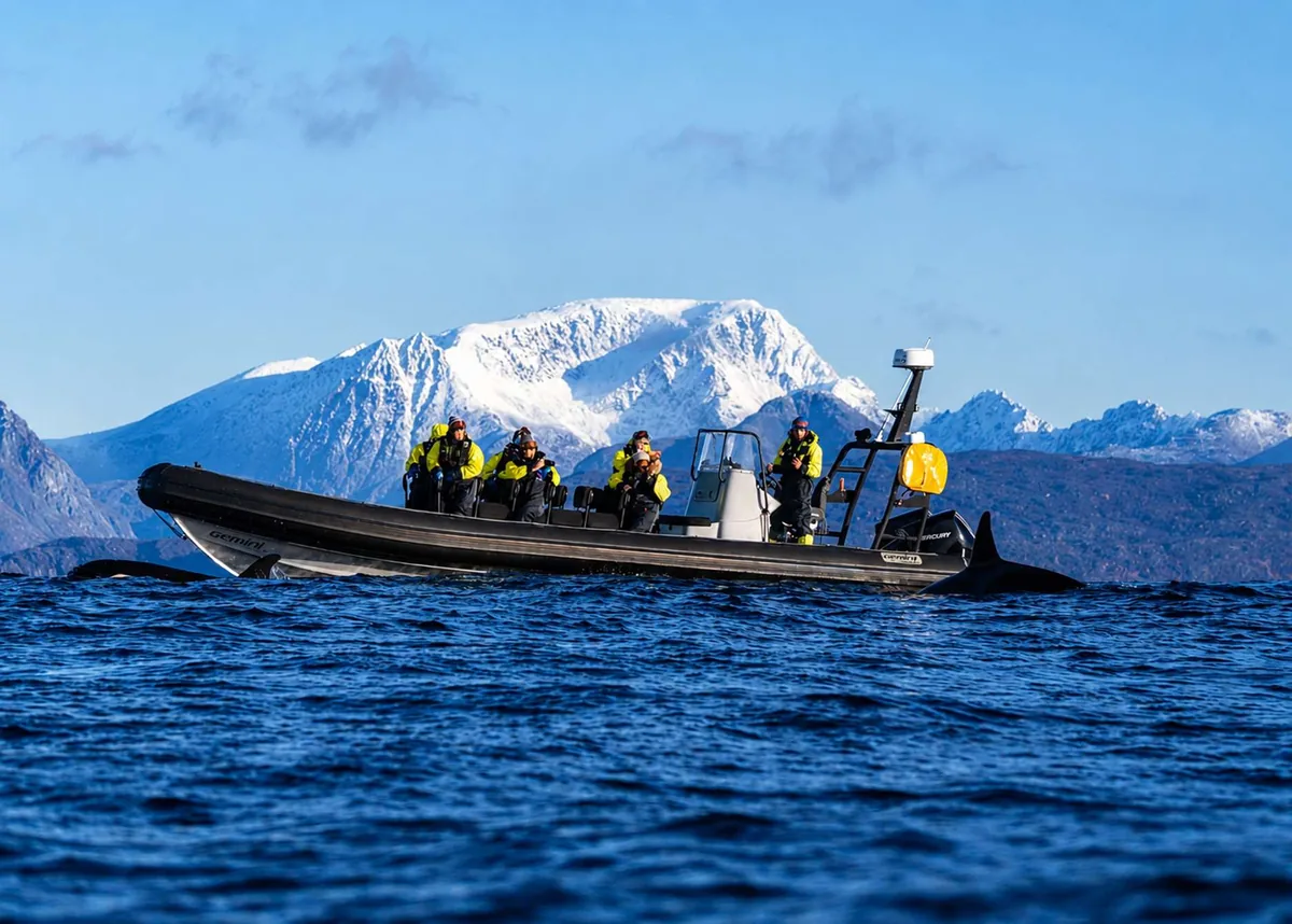 Safari de ballenas y orcas en lancha semirrígida RIB en Skjervøy con Arctic Adventure Tours desde Tromsø