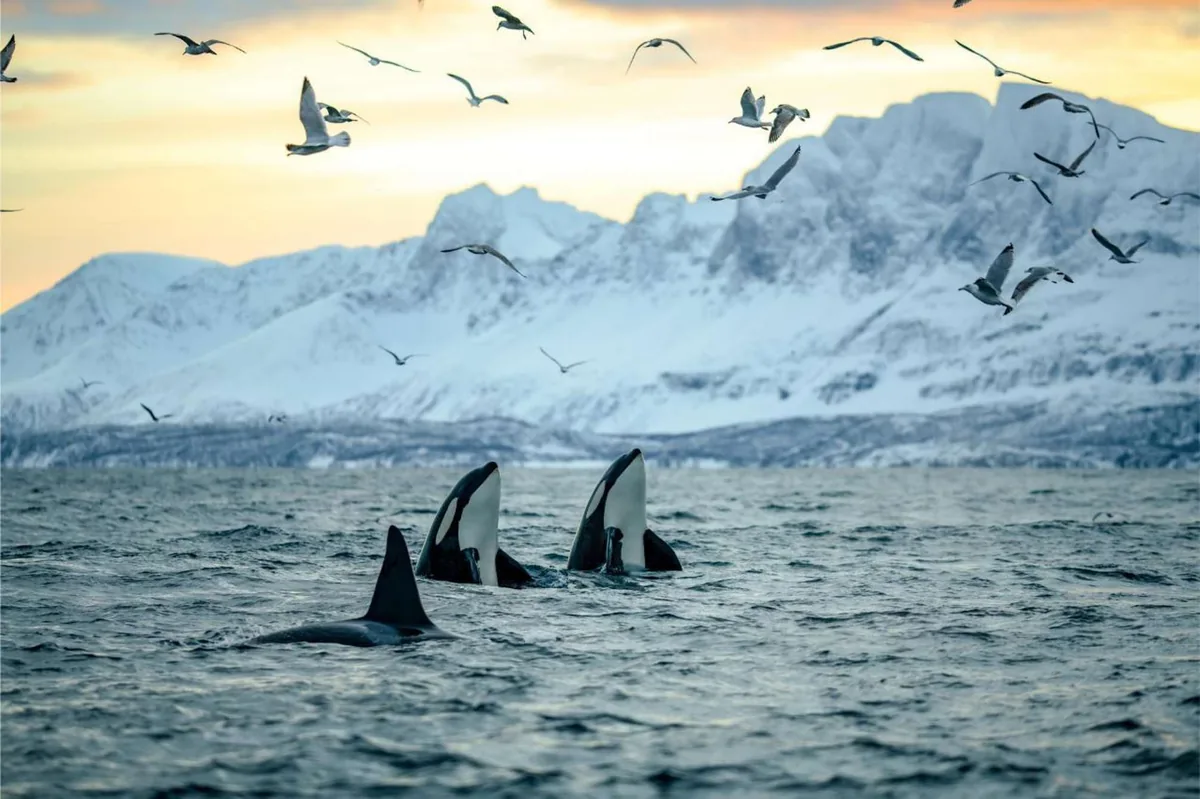 Tour en lancha RIB para avistar ballenas en Skjervøy con Arctic Explorers Norway desde Tromsø