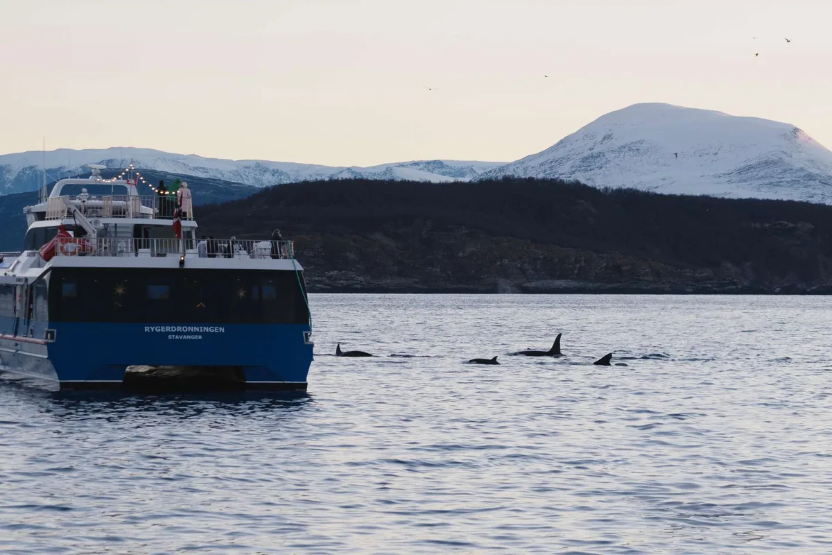 Safari de ballenas en catamarán de gran velocidad MS Rygerdronningen de Arctic Resorts desde Tromsø