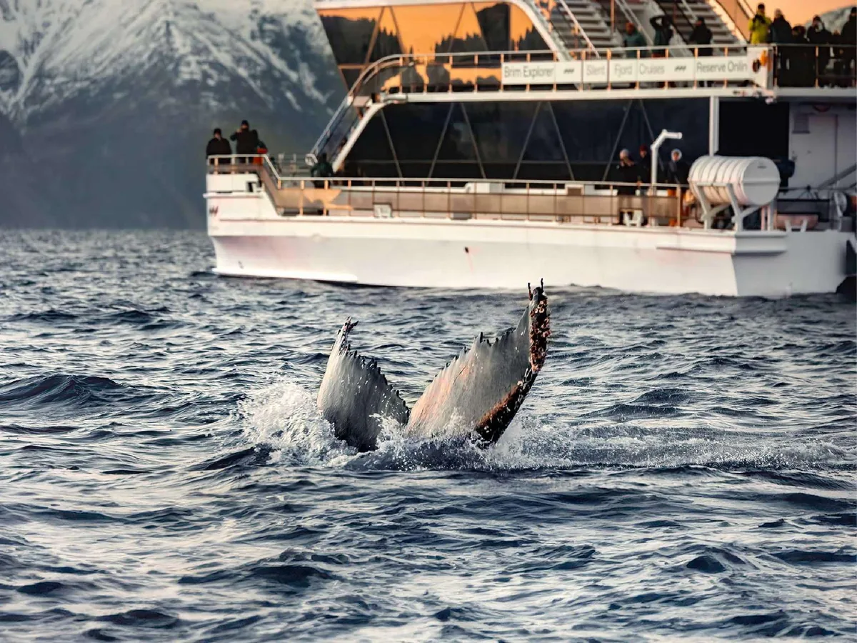 Avistamiento de ballenas en catamarán híbrido-eléctrico Brim Explorer desde Tromsø