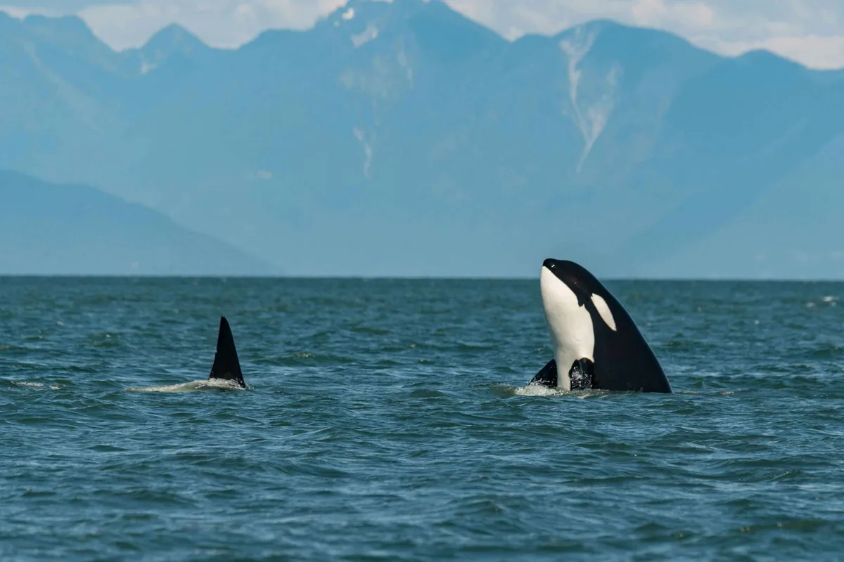 Avistamiento de ballenas en catamarán certificado de alta mar con Cruise Service desde Tromsø