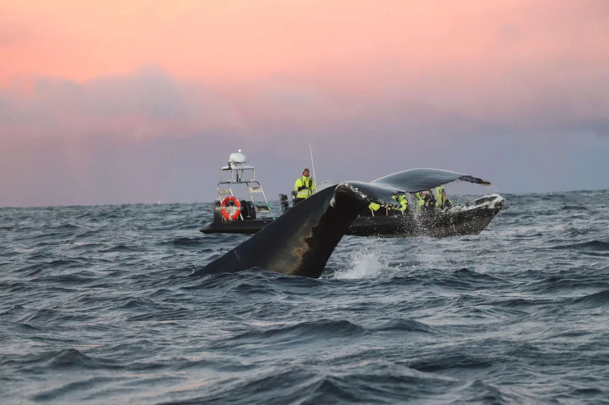 Safari de ballenas y orcas en lancha semirrígida en Skjervøy con Frozen Frontiers desde Tromsø