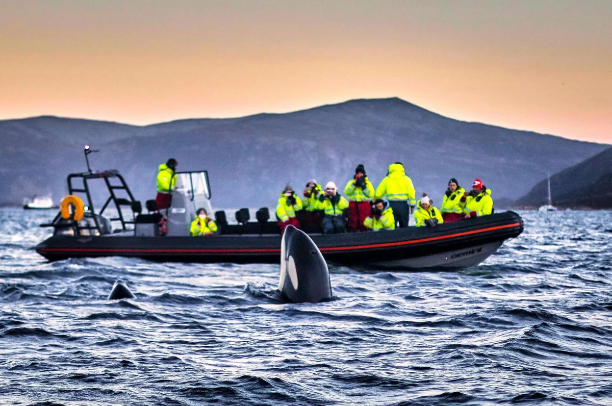 Safari de avistamiento de ballenas y orcas en lancha semirrígida RIB en Skjervøy con Green Gold of Norway desde Tromsø