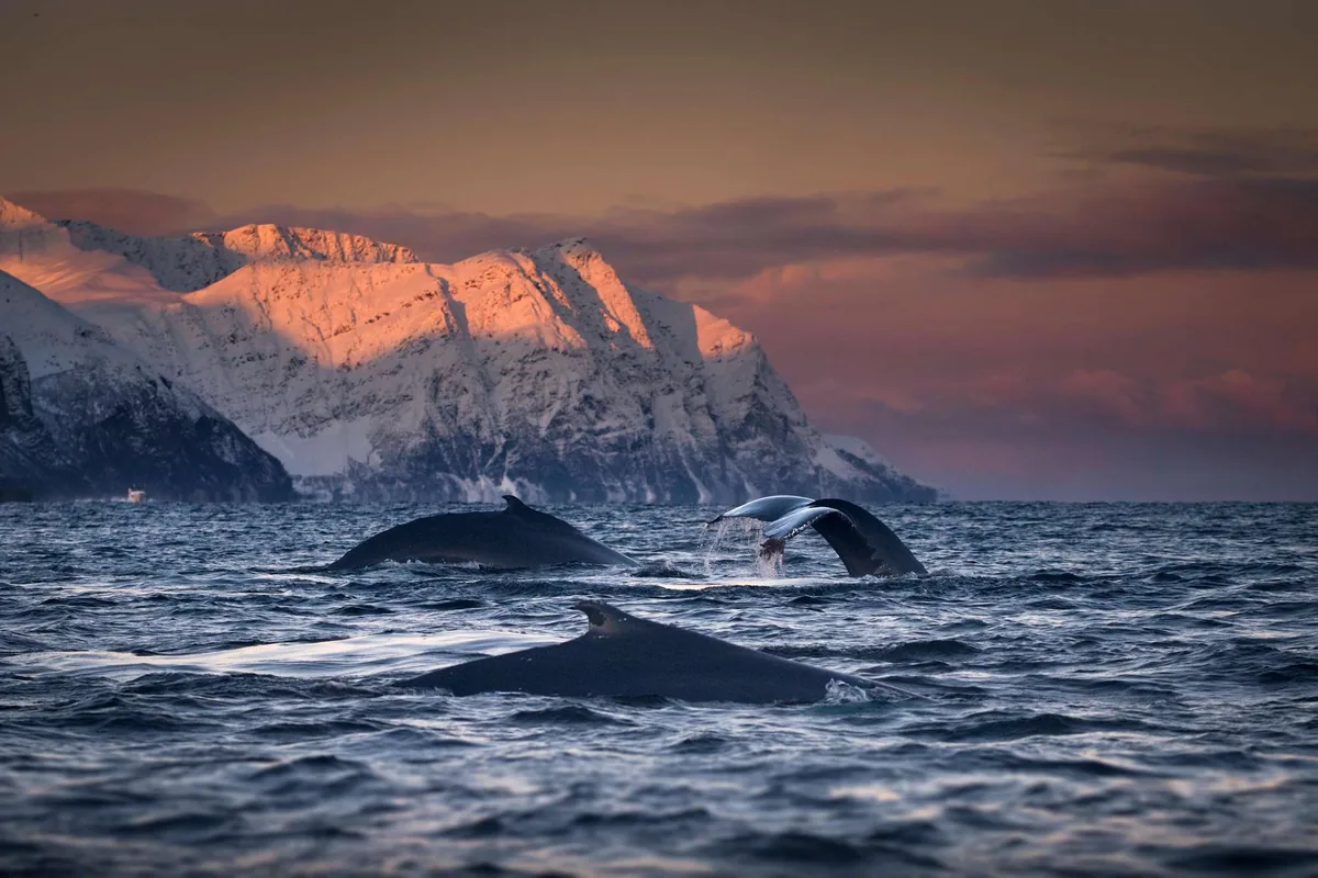 Crucero responsable de avistamiento de ballenas a bordo del MS Alba con Arctic Whale Tours desde Tromsø