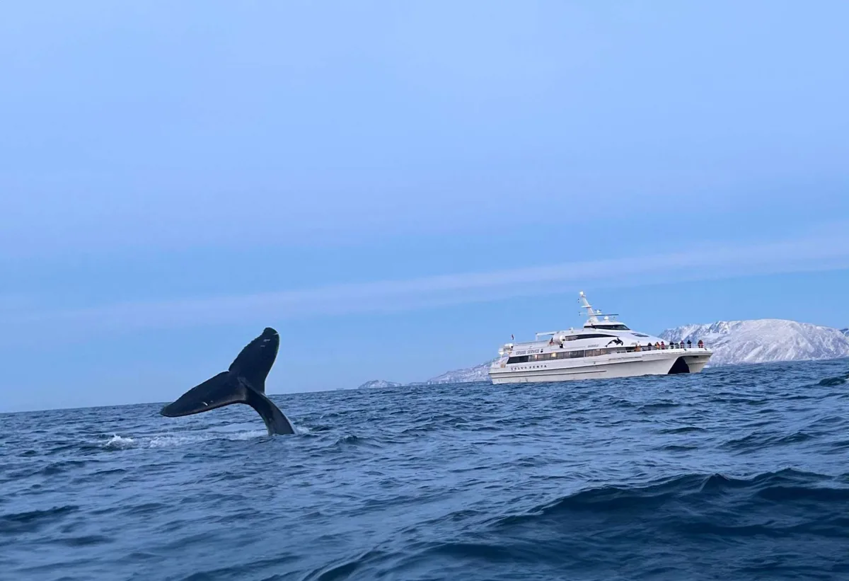 Safari de ballenas a bordo del MS Gabriele, catamarán de Cruise Service desde Tromsø