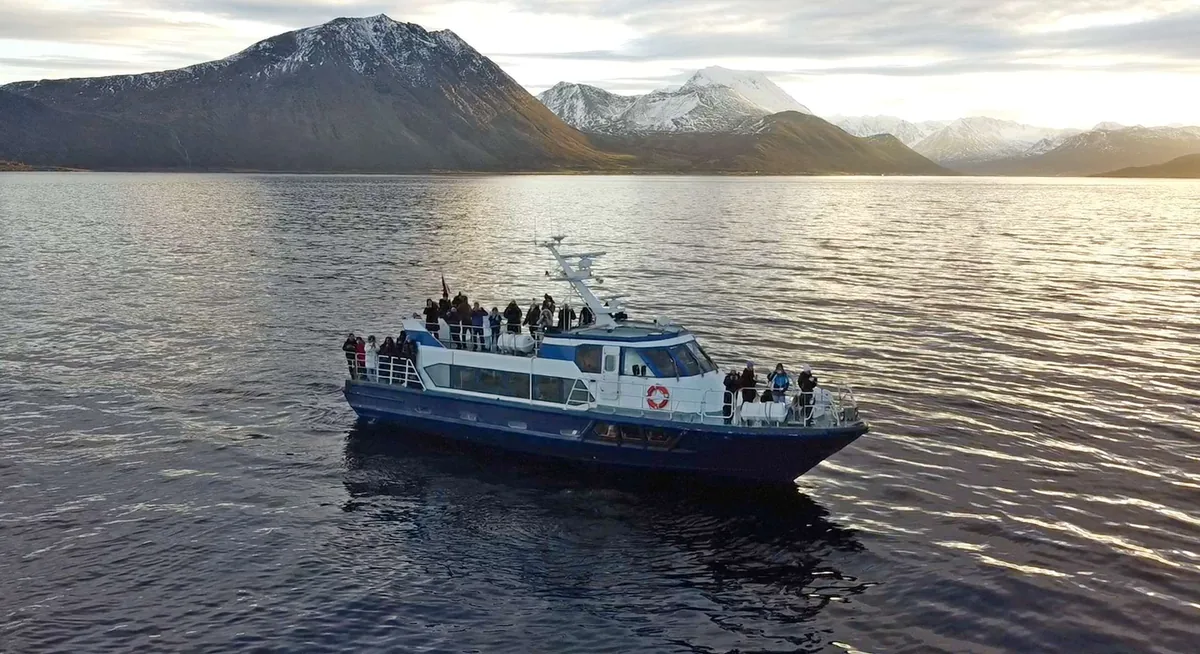 Safari de ballenas y orcas con fórmula todo incluido con Polar Adventures en Skjervøy desde Tromsø