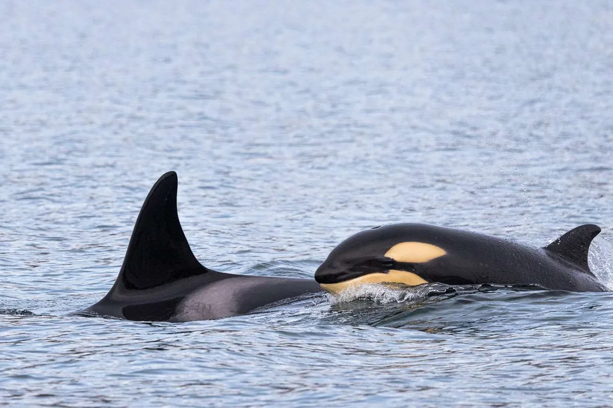 Safari de avistamiento de ballenas en lancha semirrígida frente a Skjervøy con See & Explore