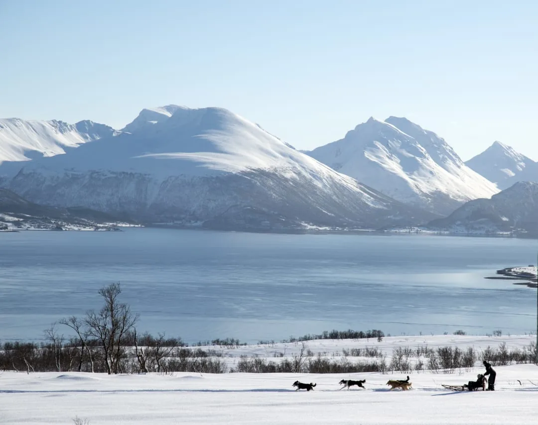 Conduite d'attelage d'Alaskan huskies à Kvaloya avec Arctic Adventure Tours au départ de Tromsø via Manawa