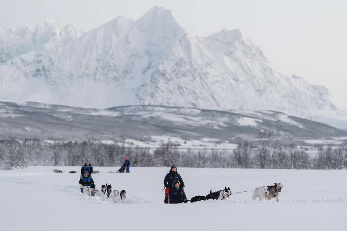 Paseo en trineo de perros conducido por ti mismo con Arctic Resorts en el nevado valle de Breivikeidet cerca de Tromsø, con un momento de mimos con los huskies en la perrera