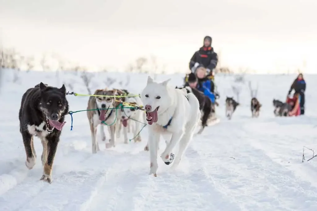 Excursion en traîneau à chiens Aurora Husky au Camp Aspemo près de Tromsø, courte balade de 20 à 30 minutes