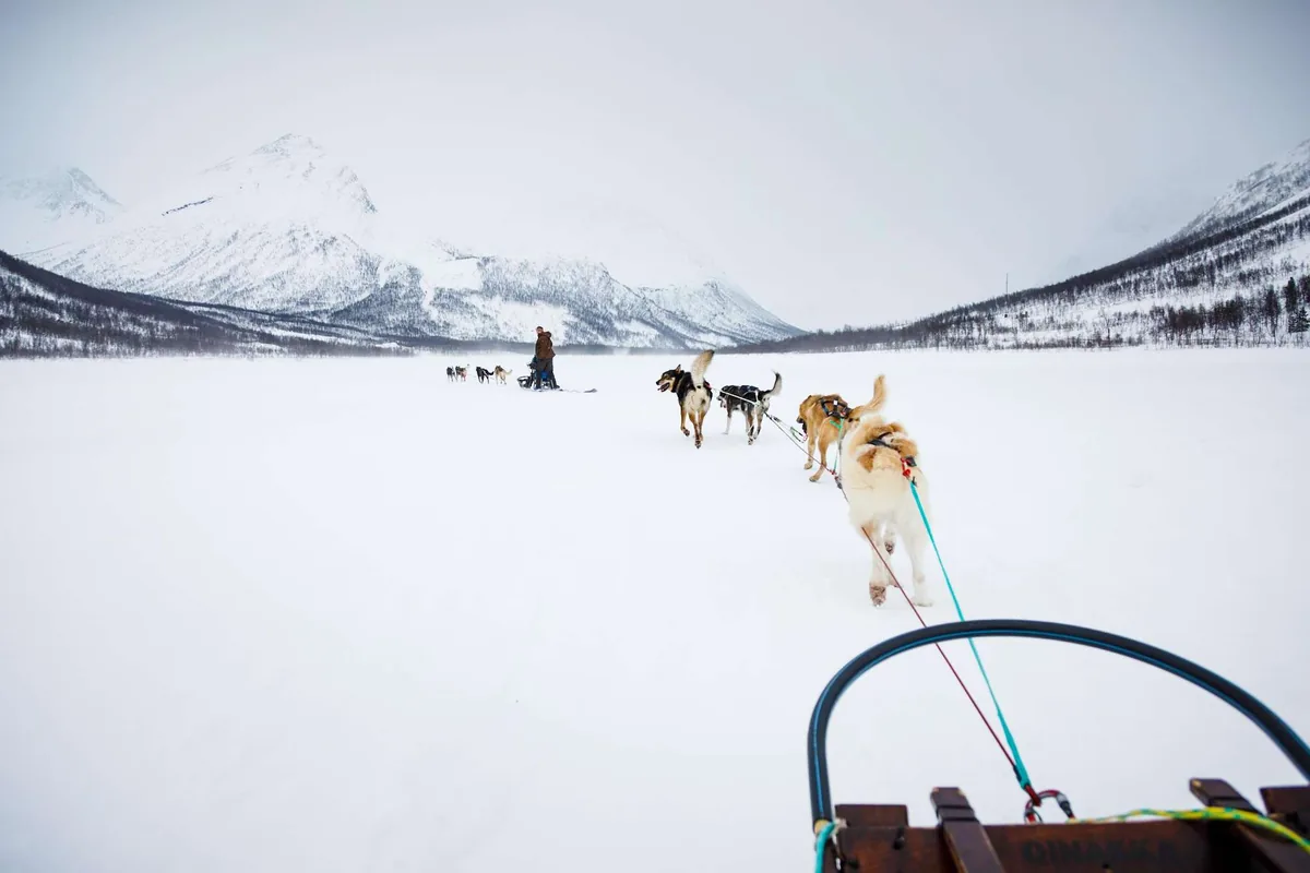 Excursion en traîneau à chiens husky à Harkin Husky Farm avec Best Arctic au départ de Tromsø