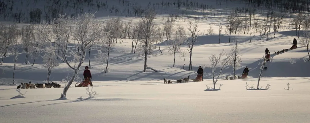 Chien de traîneau familial à Malangen avec Into Nature et Quentin, petit chenil francophone à Mestervik à 1h30 de Tromsø