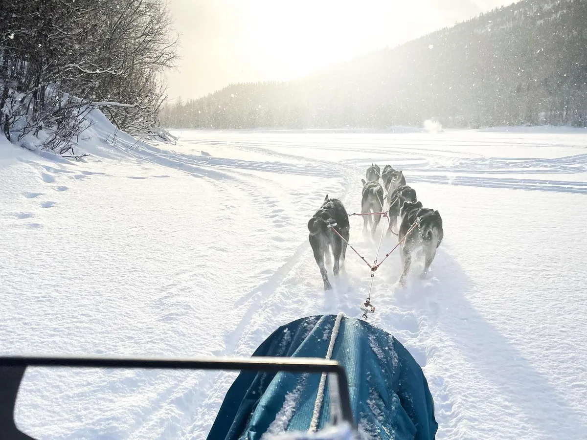 Excursion privée en traîneau à chiens à Målselv-Bardufoss avec M-Husky max 2 personnes, sentier plus exigeant et déjeuner chaud au feu