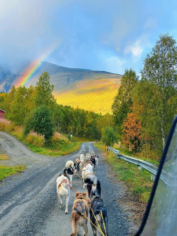 Balade en traîneau à huskies sans neige avec Nordlipolar Adventures depuis Tromsø, visite du chenil et rencontre chiots