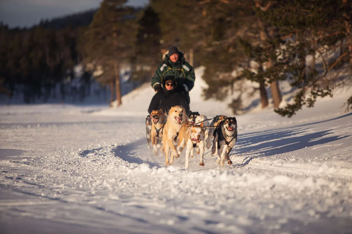 Combo chien de traîneau, rencontre du troupeau de rennes et repas Bidos ragoût sami dans lavvu à Malangen avec Enter Adventures depuis Tromsø