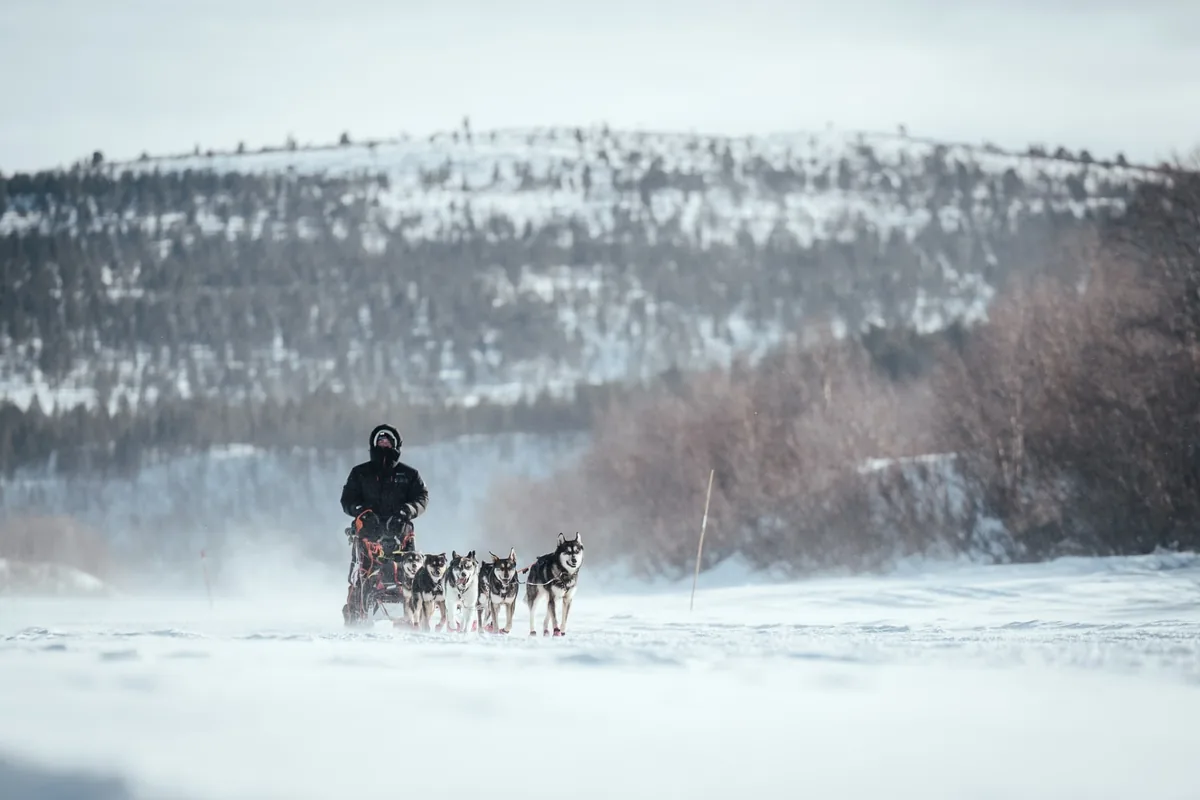Chien de traîneau au fjord de Malangen avec Run Wild Mushing et Ben, petit chenil francophone à Mestervik avec chiens du Finnmarkslopet