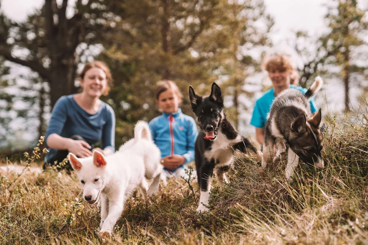 Apprentissage des chiots au chenil des huskies avec Tromsø Villmarkssenter, randonnée avec les jeunes chiens et déjeuner
