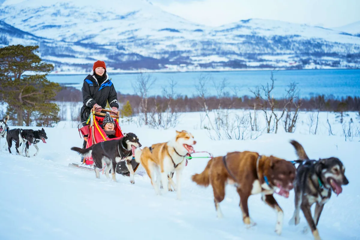 Husky sledding excursion in Tromsø with Villmarkssenter, self-drive mushing and Sami Bidos lunch