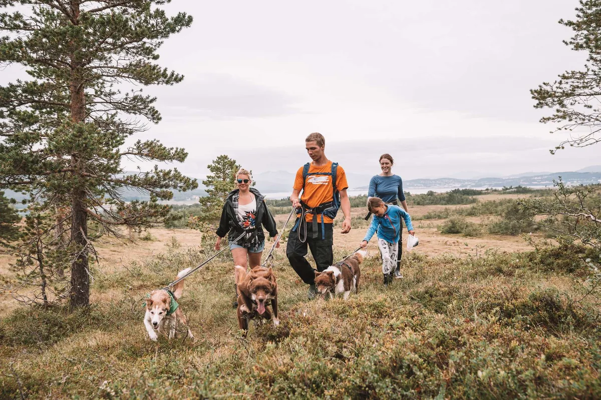 Randonnée avec un husky attaché à la ceinture dans les paysages de Norvège du Nord avec Tromsø Villmarkssenter, visite chiots et déjeuner sami au lavvo