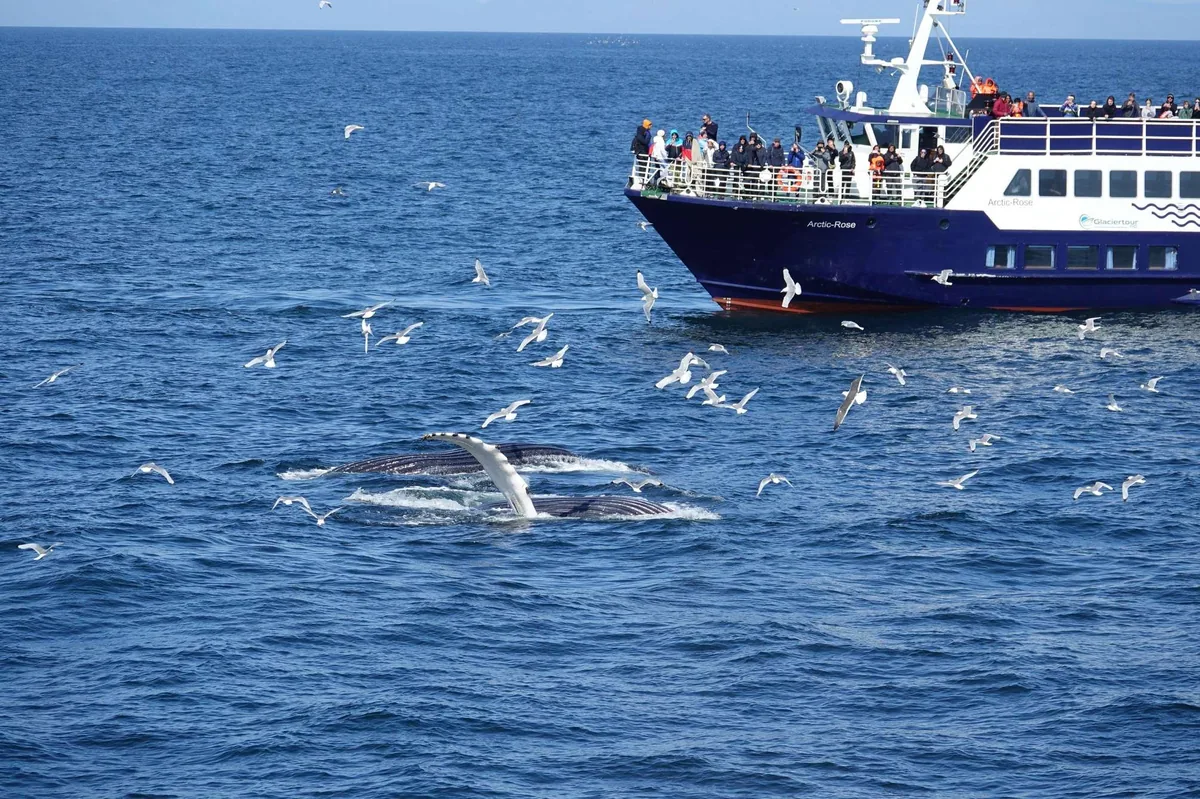 Crucero observación ballenas Reykjavik con Sea Trips