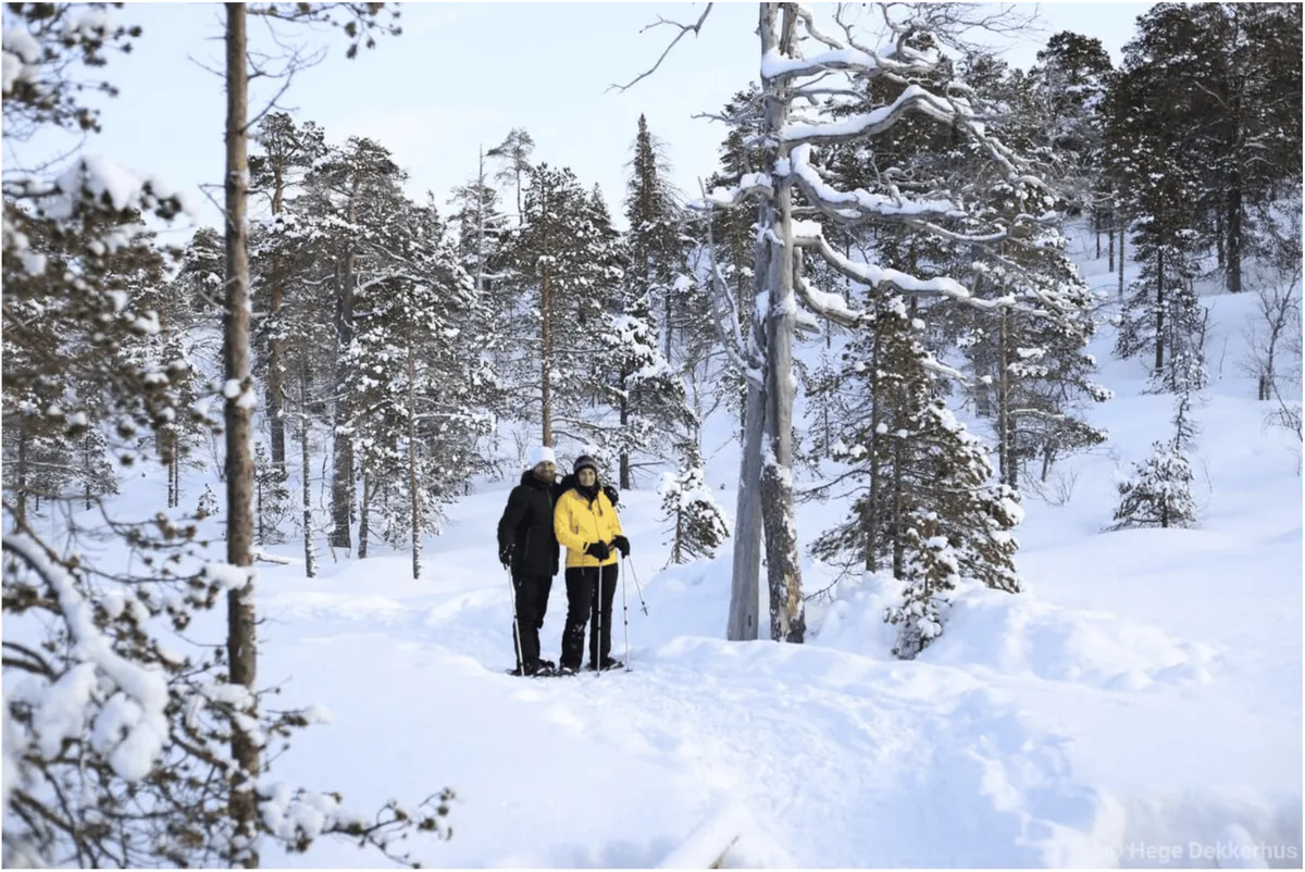 Randonnee raquettes guidee parc national Anderdalen Senja