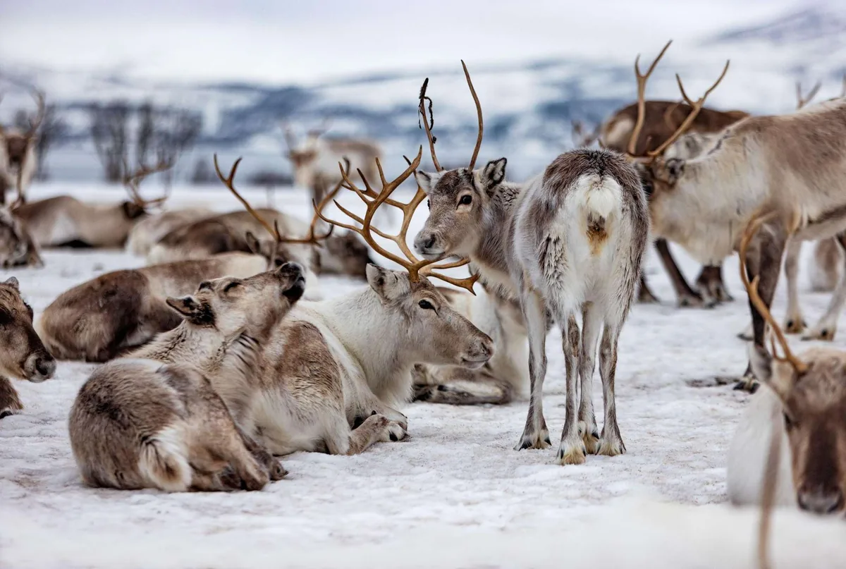 Camp de rennes Tromsø Arctic Reindeer avec nourrissage à la main de 300 rennes et déjeuner traditionnel sami cuit sur le feu près de Tromsø