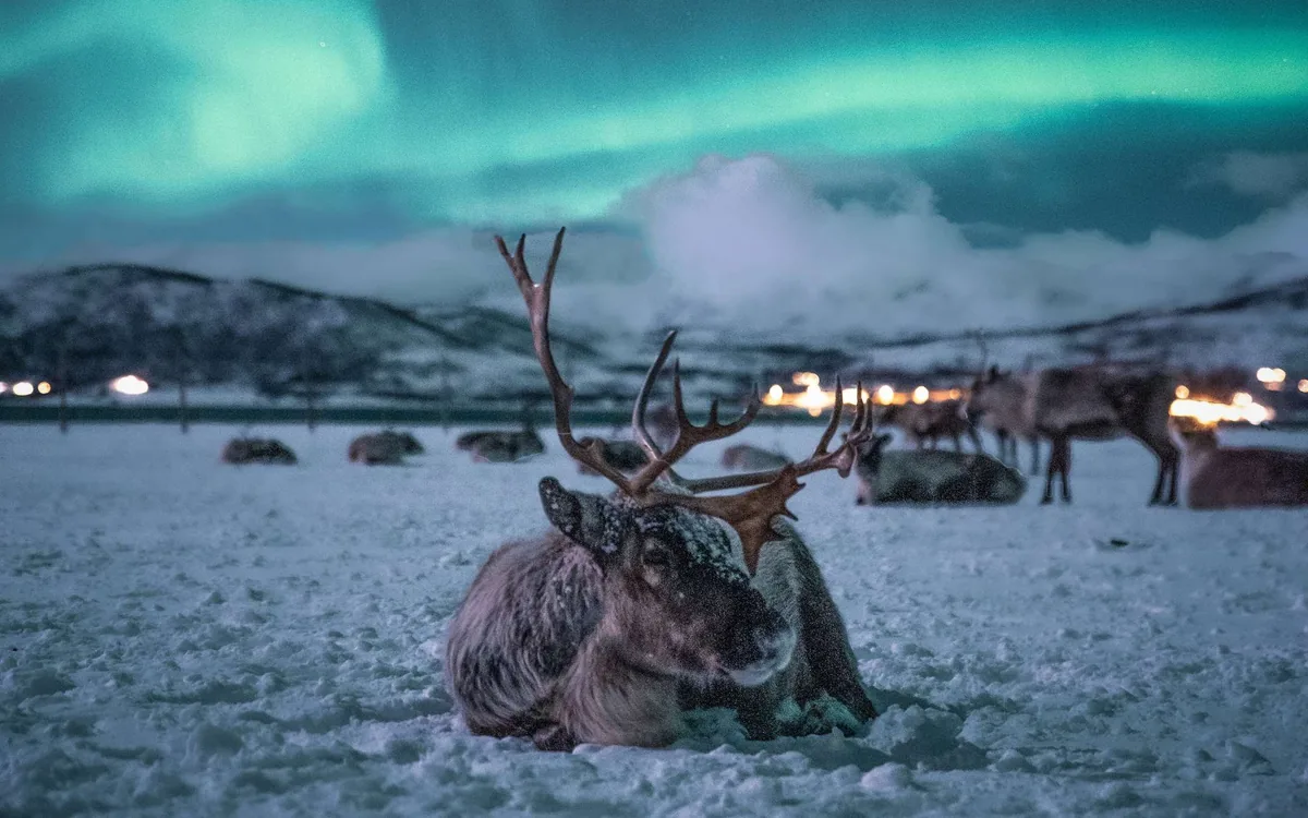 Excursion nocturne en traîneau à rennes Tromsø Arctic Reindeer, dîner Bidos ragoût sami 3 plats et chance d'observer les aurores boréales