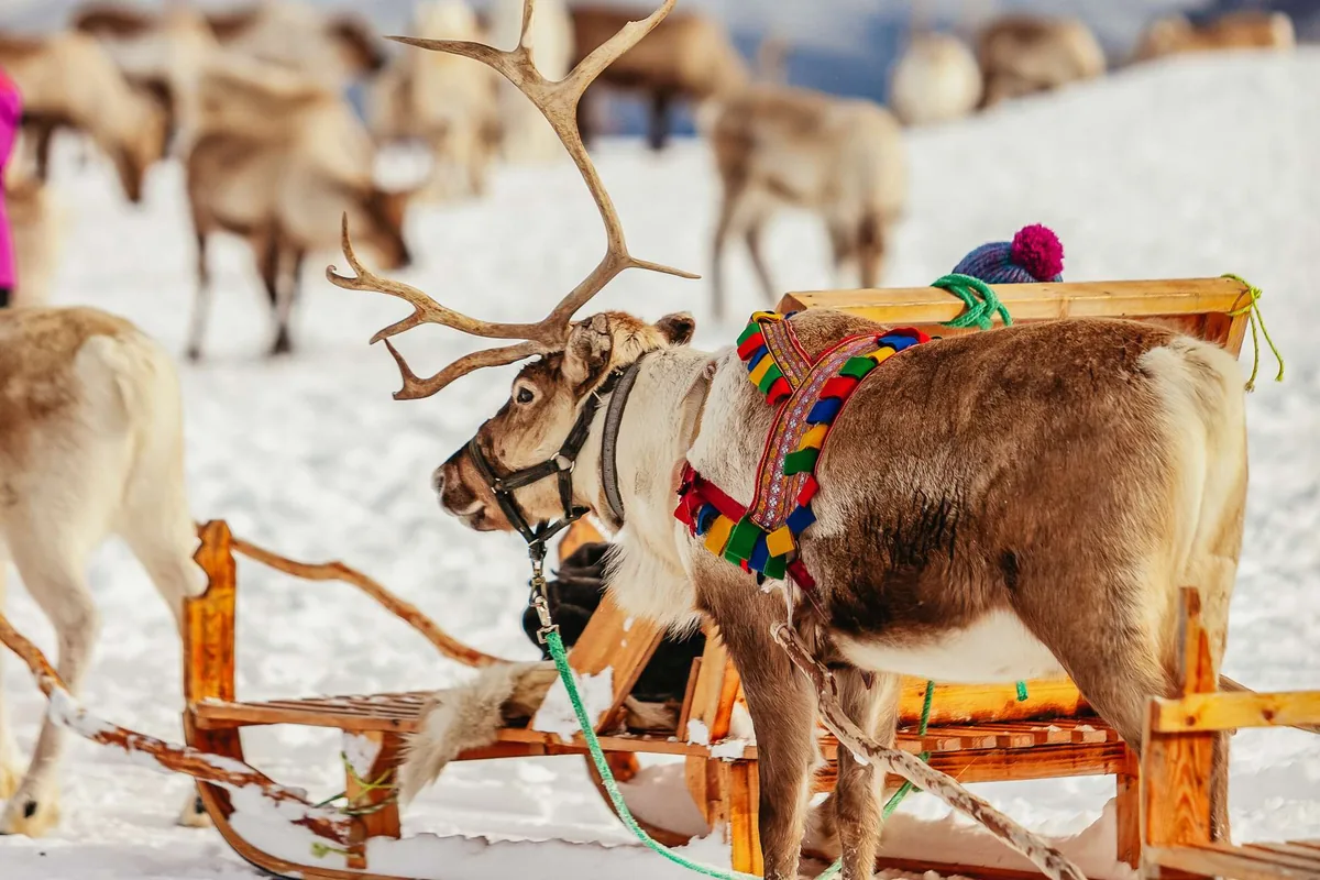Balade en traîneau à rennes avec guide sami Tromsø Arctic Reindeer et nourrissage du troupeau de 300 rennes puis repas traditionnel dans la lavuu près de Tromsø
