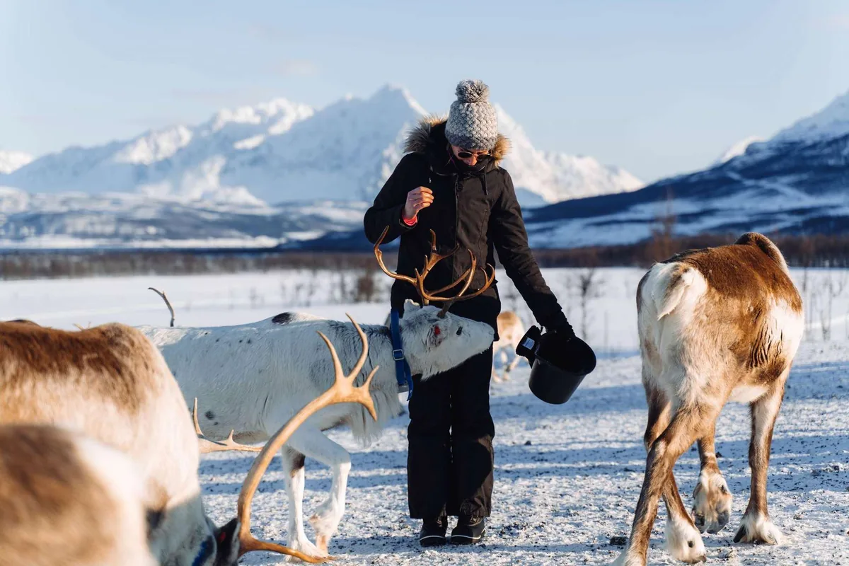 Camp sami Tromsø Lapland avec nourrissage à la main des rennes, ragoût traditionnel dans la hutte en bois et présentation de la culture sami