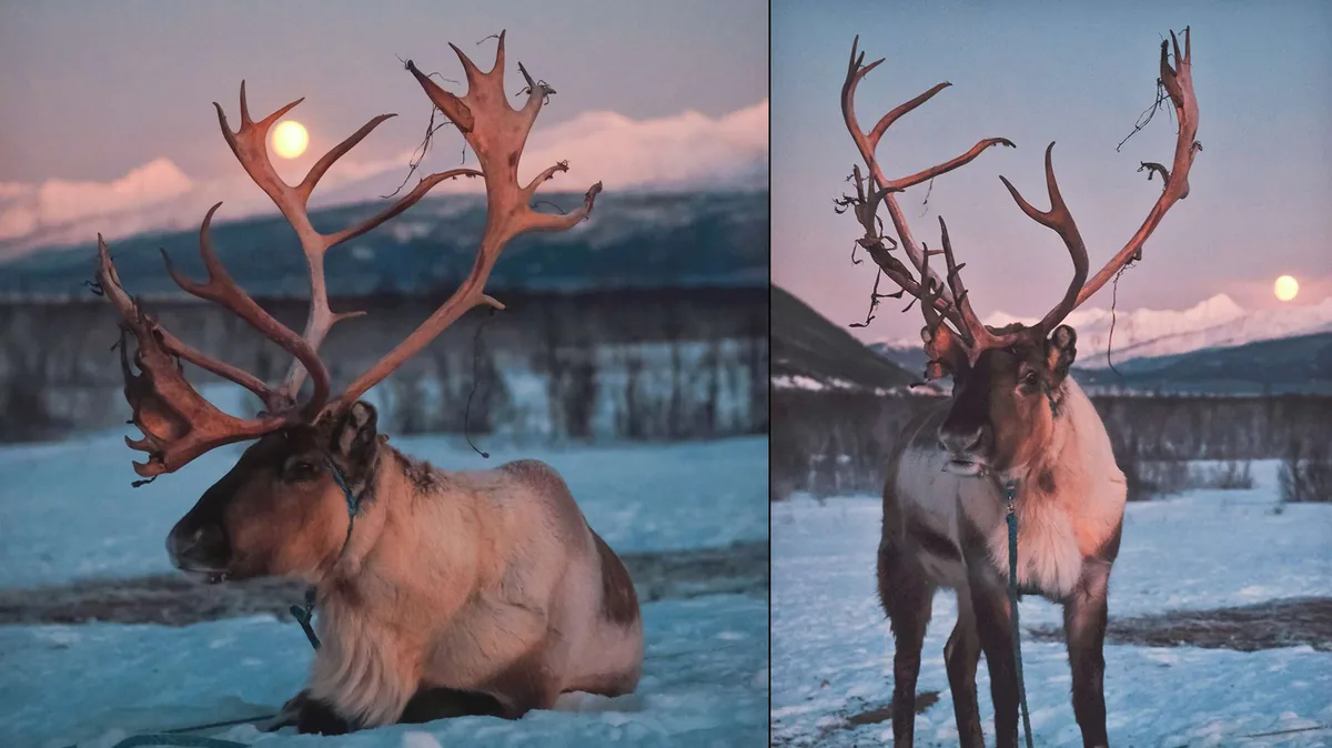 Camp de Breivikeidet en soirée face aux Alpes de Lyngen avec nourrissage des rennes, chance d'observer les aurores boréales et dîner Bidos sami traditionnel