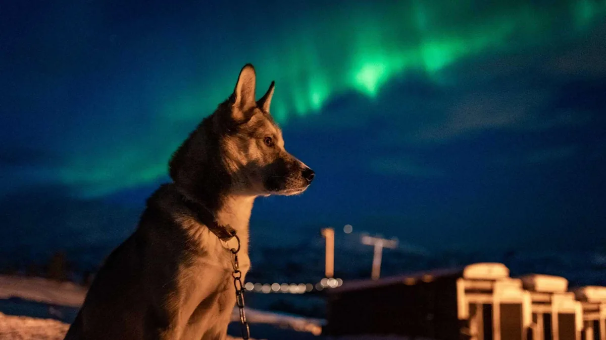Husky camp under the northern lights in Tromsø with Villmarkssenter